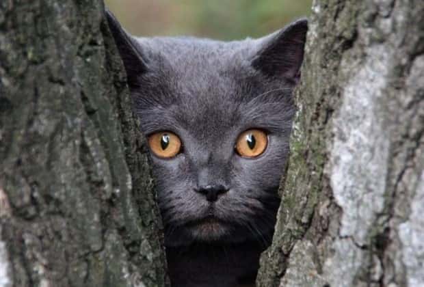 Get Ready for Funny Animals #437 (21 photos)