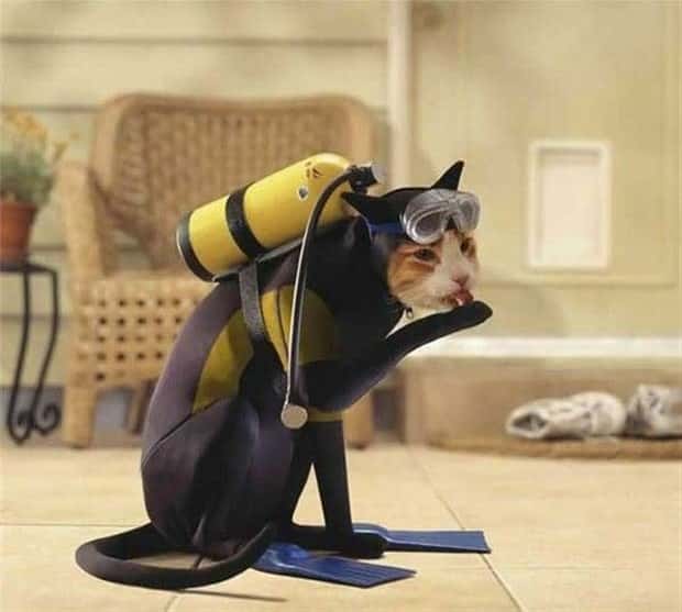 Get Ready for Funny Animals #439 (20 photos)