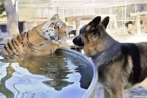 Get Ready for Funny Animals #439 (20 photos)