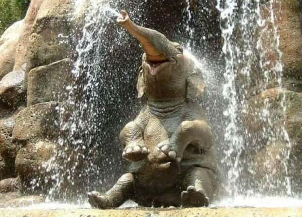 Get Ready for Funny Animals #437 (21 photos)