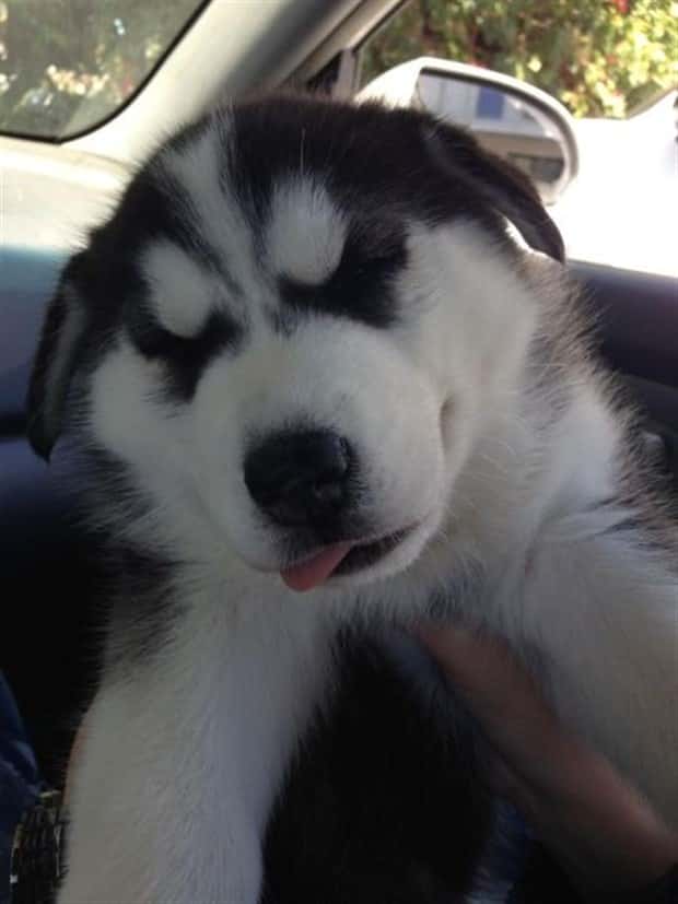 Get Ready for Funny Animals #438 (23 photos)
