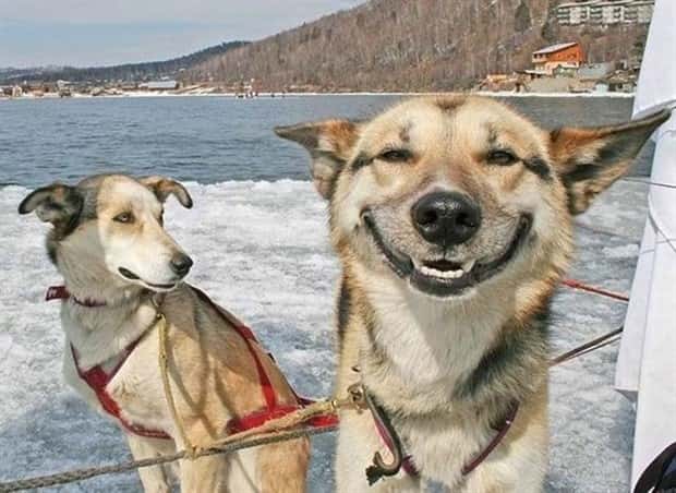 Get Ready for Funny Animals #436 (22 photos)