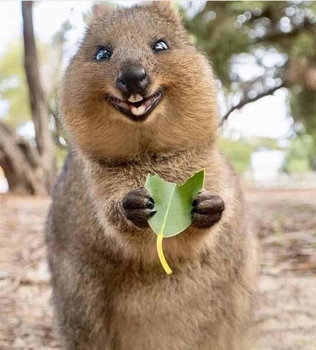 Get Ready for Funny Animals #437 (21 photos)