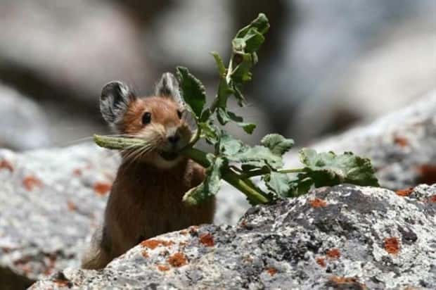 Get Ready for Funny Animals #438 (23 photos)