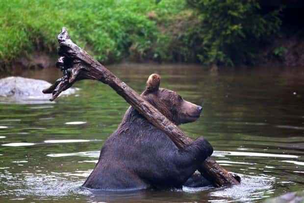 Get Ready for Funny Animals #439 (20 photos)