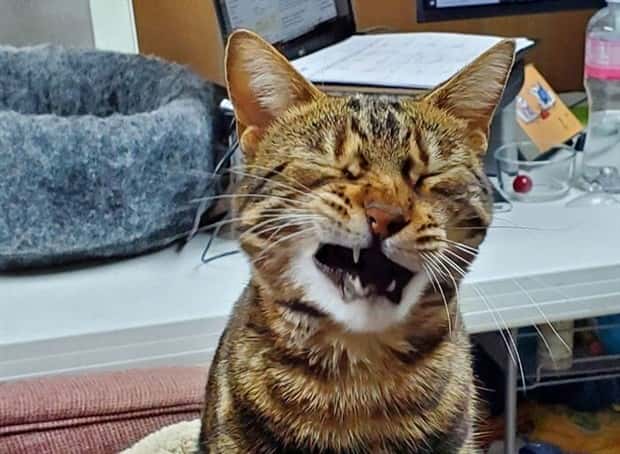 Get Ready for Funny Animals #438 (23 photos)