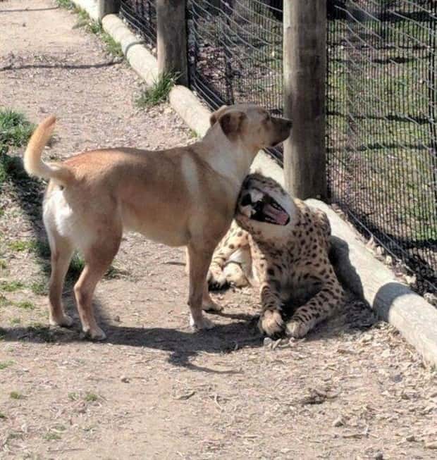 Get Ready for Funny Animals #438 (23 photos)