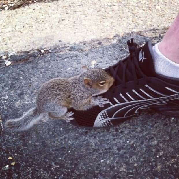 Get Ready for Funny Animals #438 (23 photos)