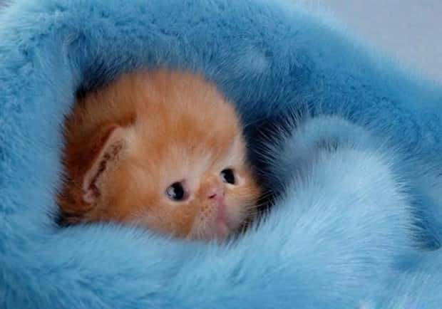 Get Ready for Funny Animals #438 (23 photos)