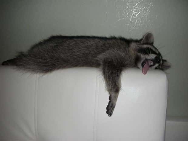 Get Ready for Funny Animals #439 (20 photos)