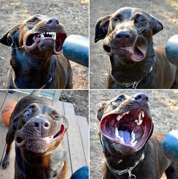 Get Ready for Funny Animals #437 (21 photos)