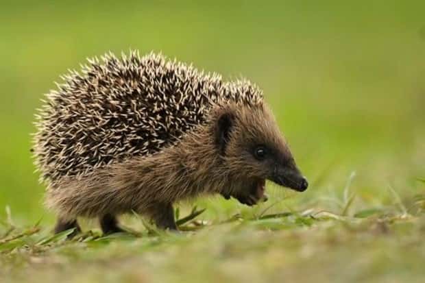 Get Ready for Funny Animals #438 (23 photos)