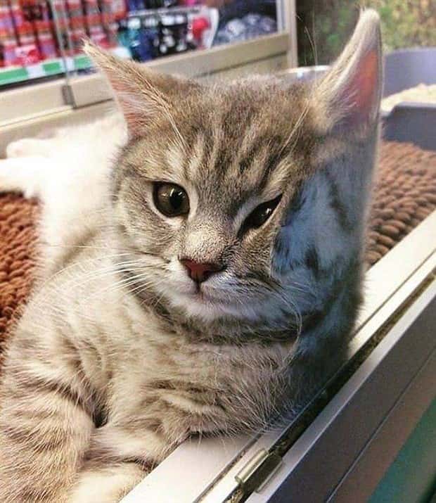 Get Ready for Funny Animals #439 (20 photos)