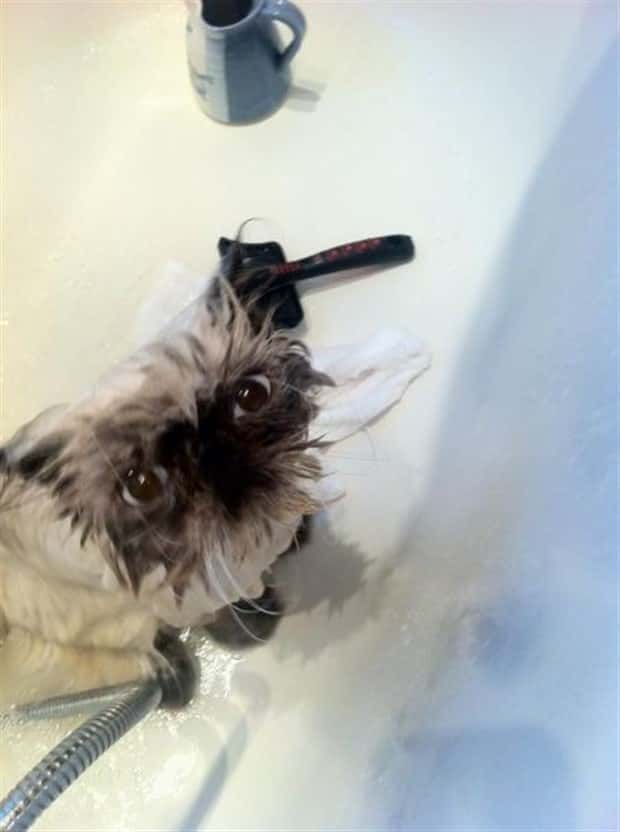 Get Ready for Funny Animals #438 (23 photos)