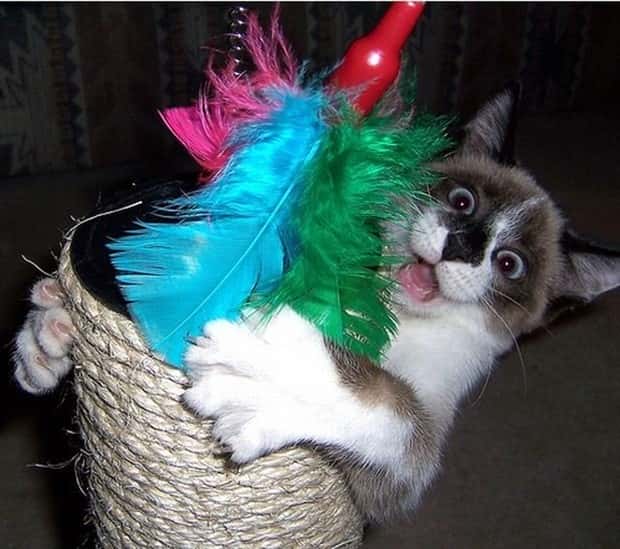 Get Ready for Funny Animals #439 (20 photos)