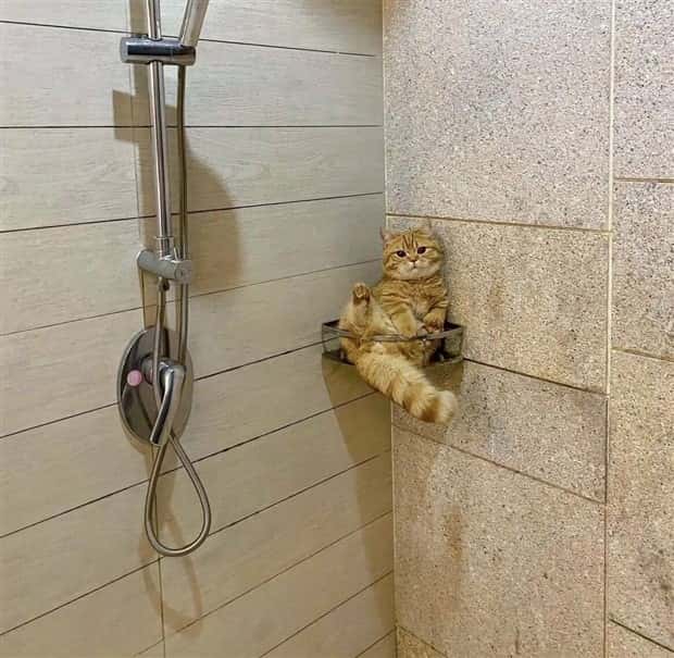 Get Ready for Funny Animals #437 (21 photos)