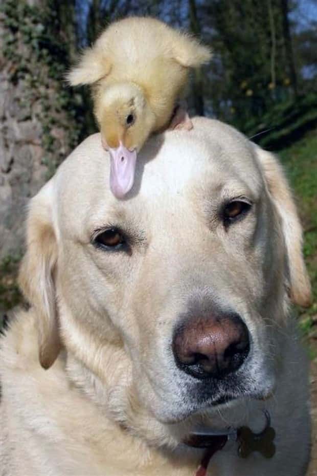 Get Ready for Funny Animals #438 (23 photos)