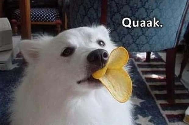 Get Ready for Funny Animals #439 (20 photos)