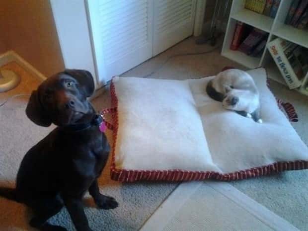 Get Ready for Funny Animals #437 (21 photos)