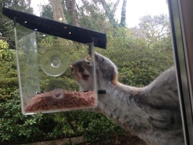 Get Ready for Funny Animals #437 (21 photos)
