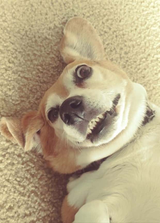Get Ready for Funny Animals #438 (23 photos)
