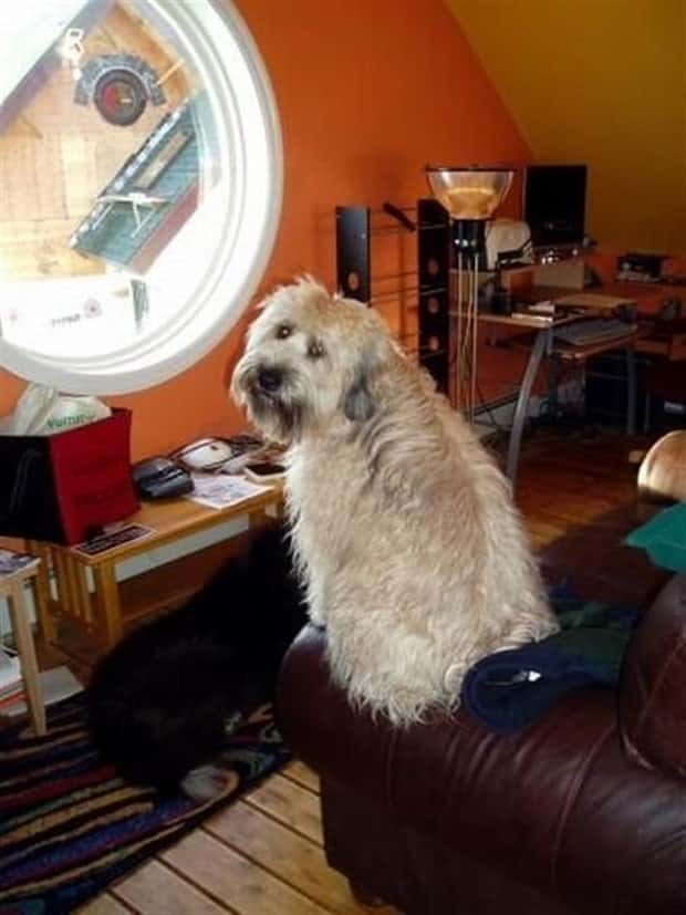 Get Ready for Funny Animals #439 (20 photos)