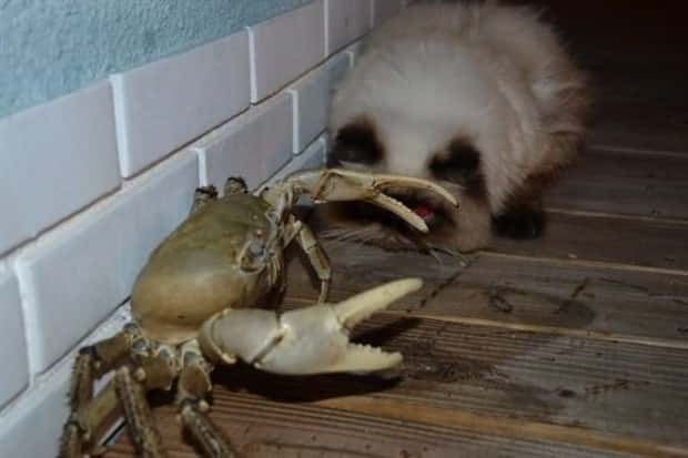 Get Ready for Funny Animals #437 (21 photos)
