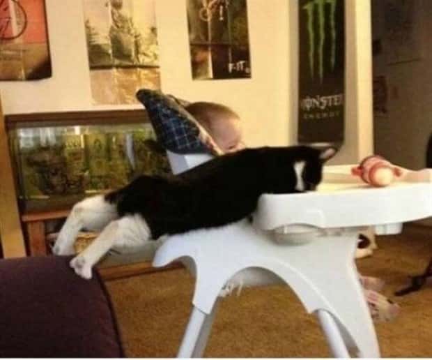 Get Ready for Funny Animals #438 (23 photos)