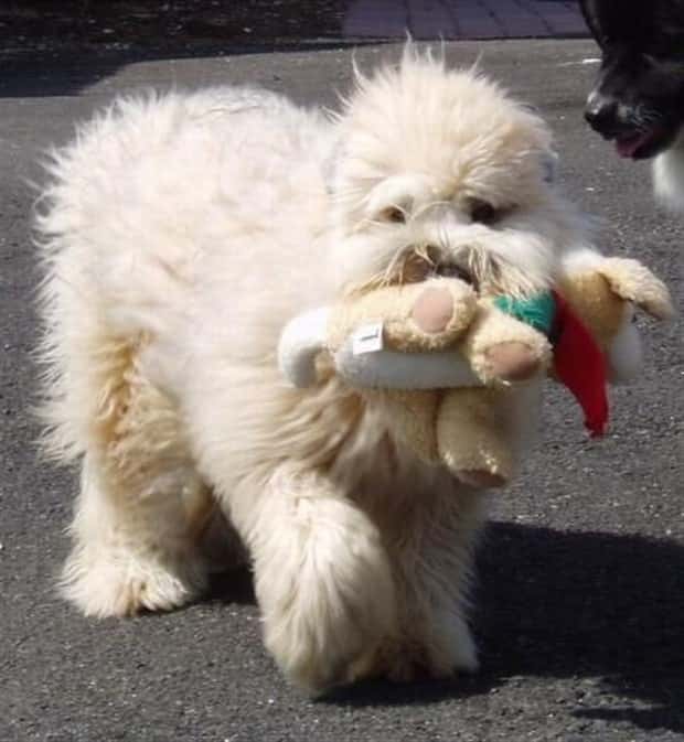 Get Ready for Funny Animals #439 (20 photos)
