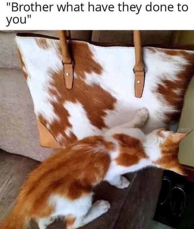 Funny Pics and Memes to Make You Laugh #208 (21 photos)