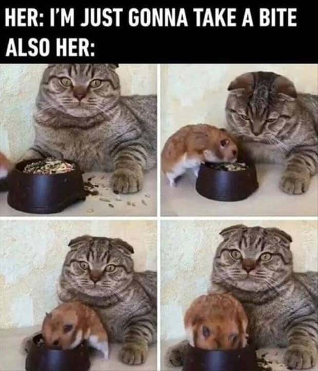 Funny Pics and Memes to Make You Laugh #207 (18 photos)