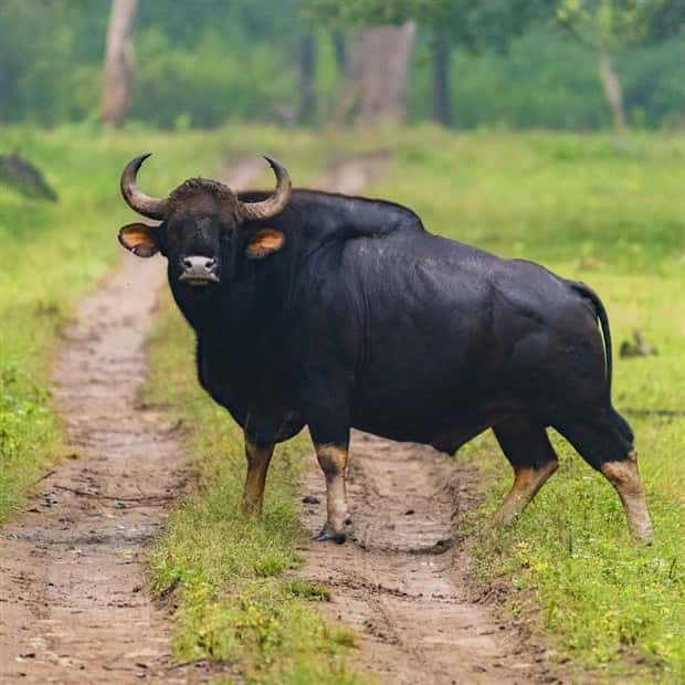 Indian Bison With Massive Build (20 photos)