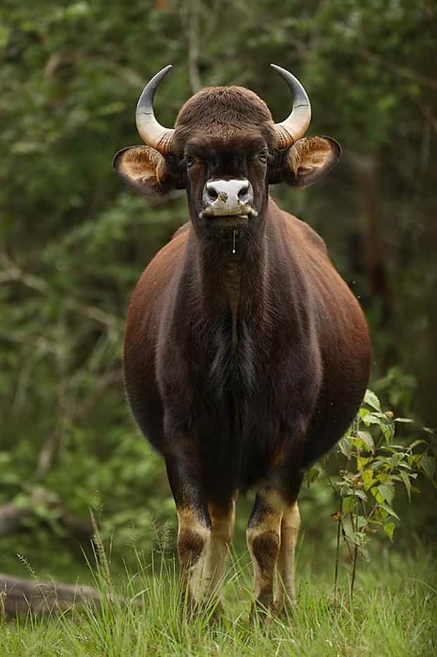 Indian Bison With Massive Build (20 photos)
