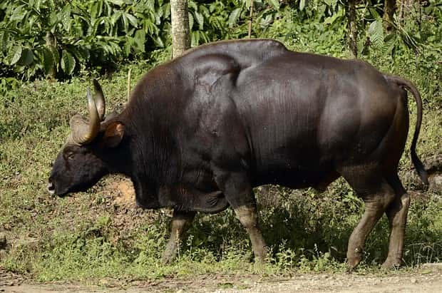 Indian Bison With Massive Build (20 photos)