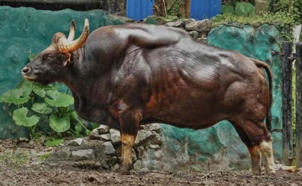 Indian Bison With Massive Build (20 photos)