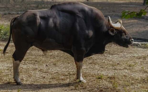 Indian Bison With Massive Build (20 photos)