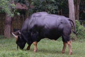 Indian Bison With Massive Build (20 photos)