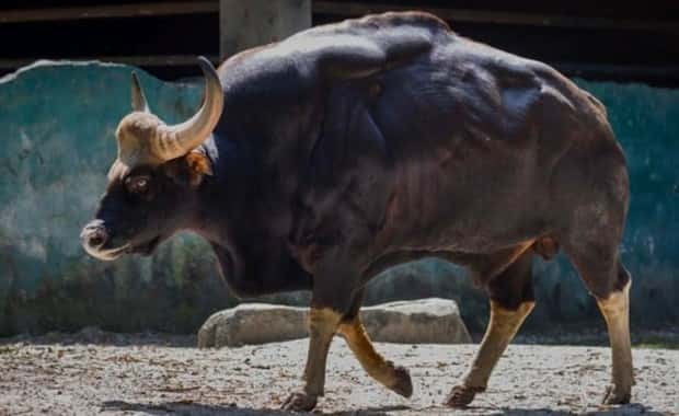 Indian Bison With Massive Build (20 photos)