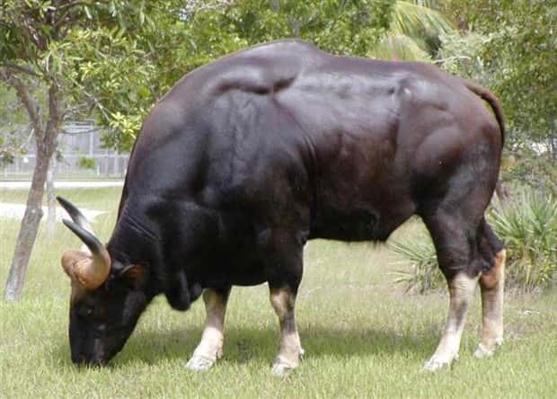 Indian Bison With Massive Build (20 photos)