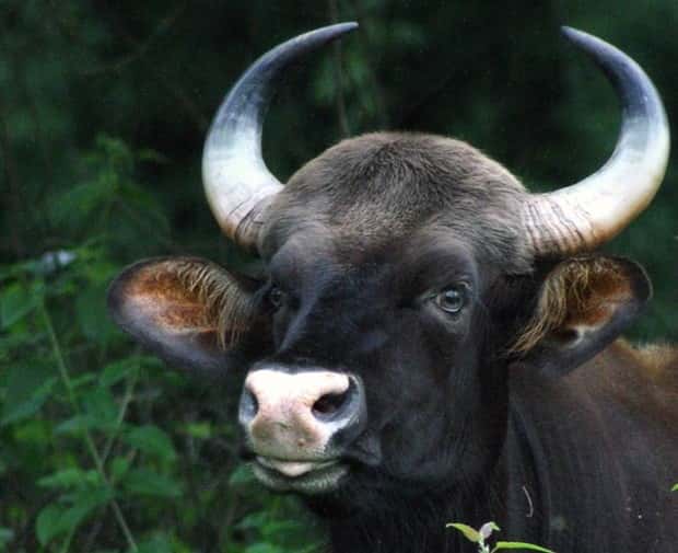 Indian Bison With Massive Build (20 photos)