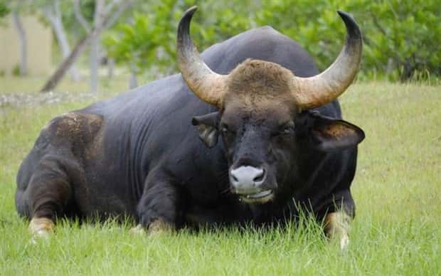 Indian Bison With Massive Build (20 photos)