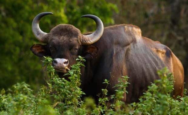Indian Bison With Massive Build (20 photos)
