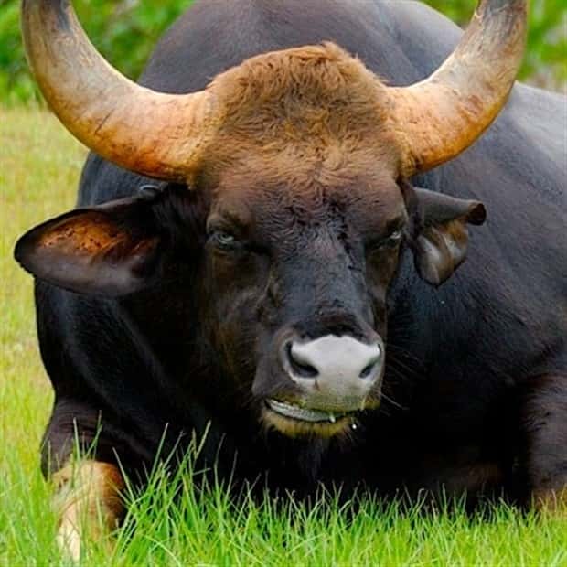 Indian Bison With Massive Build (20 photos)