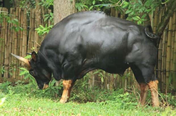 Indian Bison With Massive Build (20 photos)