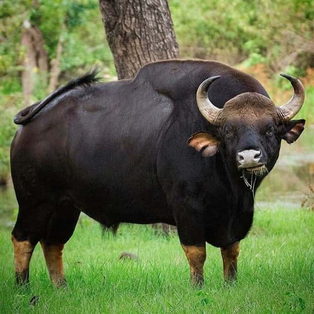 Indian Bison With Massive Build (20 photos)