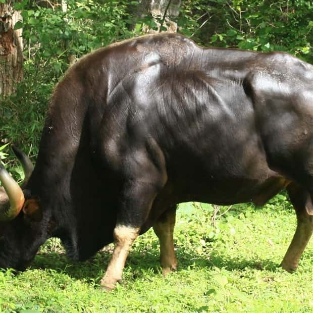 Indian Bison With Massive Build (20 photos)