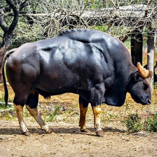 Indian Bison With Massive Build (20 photos)