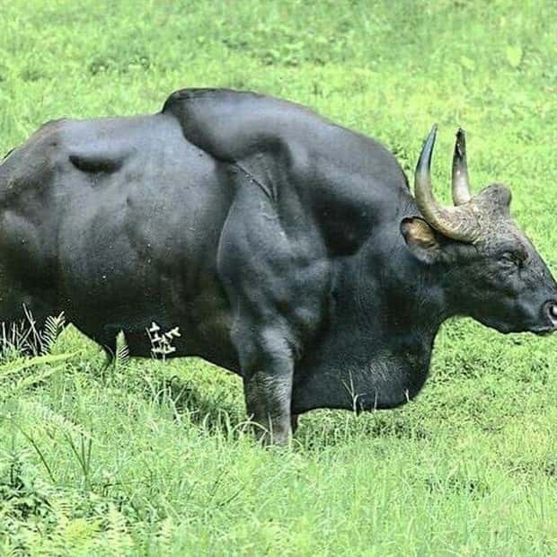 Indian Bison With Massive Build (20 photos)