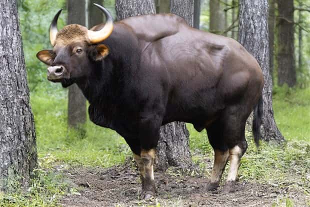 Indian Bison With Massive Build (20 photos)