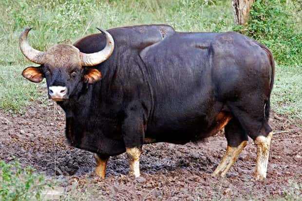 Indian Bison With Massive Build (20 photos)